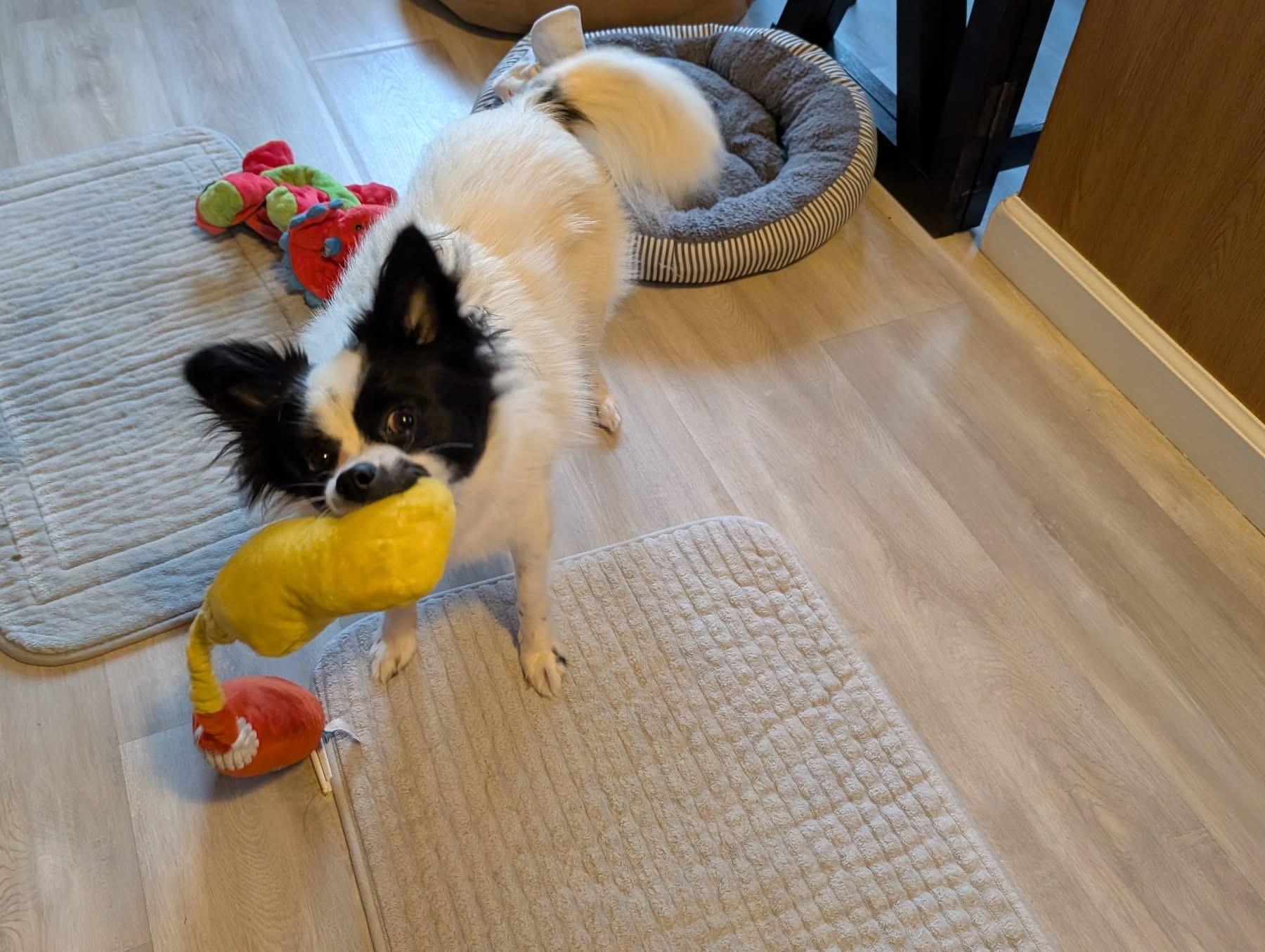 Callie, a Adoptable mixed breed in Akron, NY image 2/6