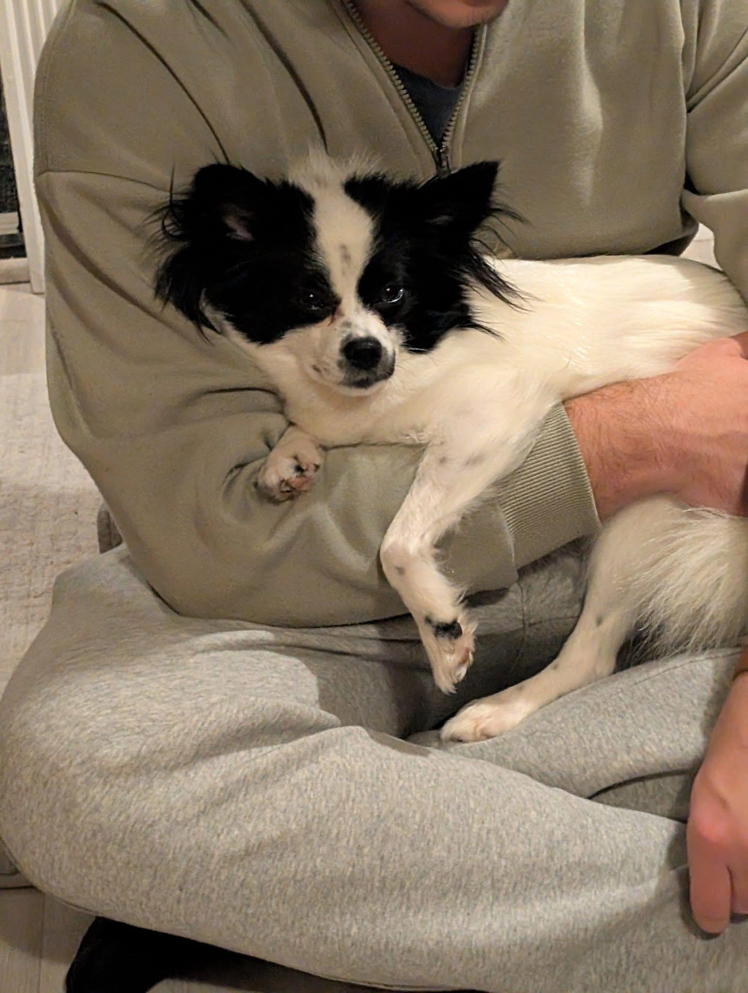 Callie, a Adoptable mixed breed in Akron, NY image 3/6