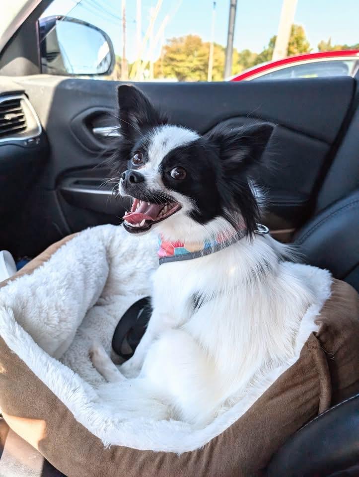 Callie, a Adoptable mixed breed in Akron, NY image 4/6