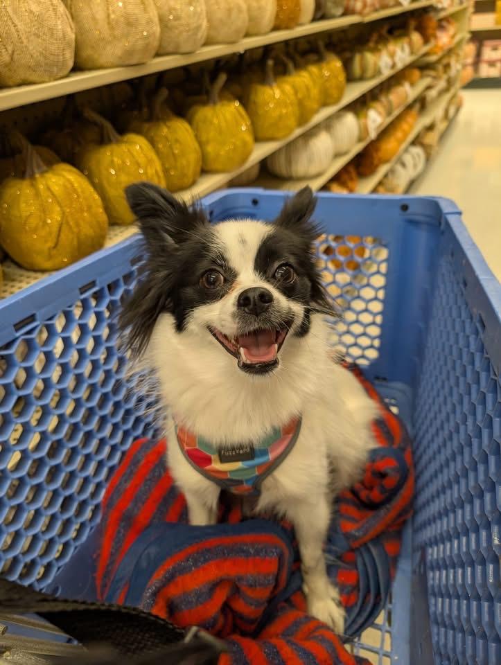 Callie, a Adoptable mixed breed in Akron, NY image 5/6