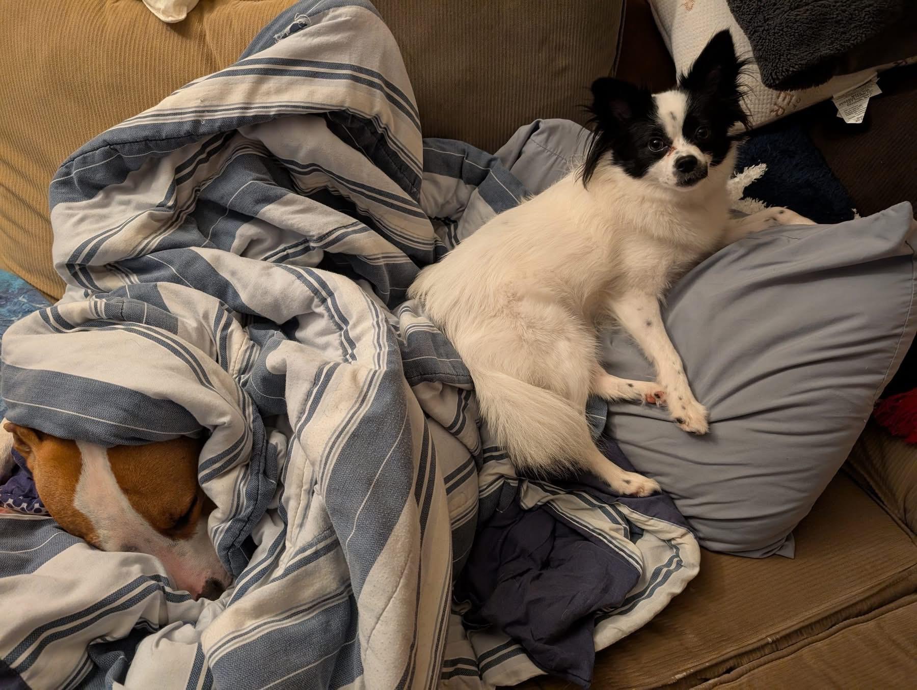 Callie, a Adoptable mixed breed in Akron, NY image 6/6