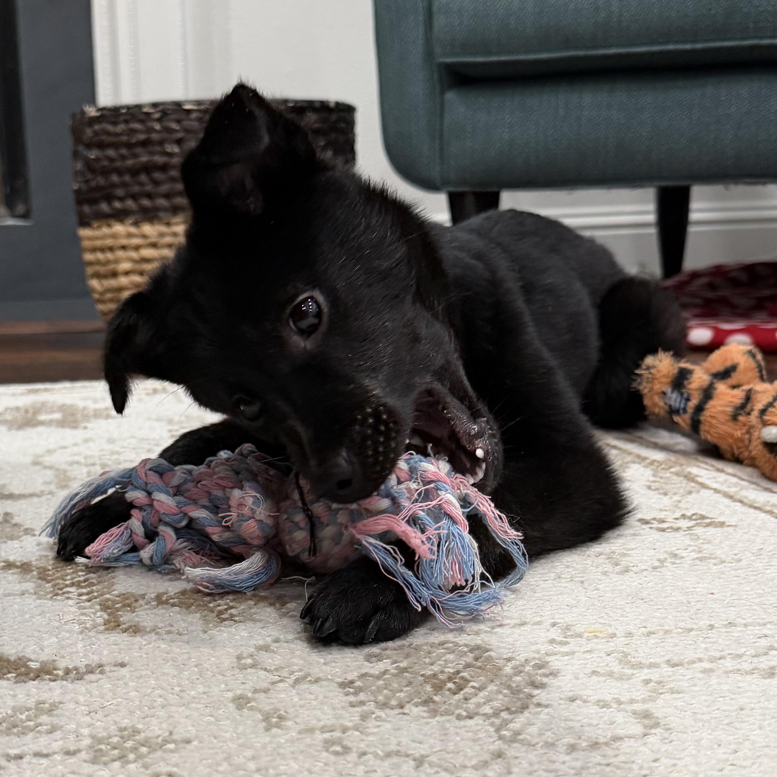 Enlarge Willow, a ADOPTABLE mixed breed in San Jose, CA image 3/6