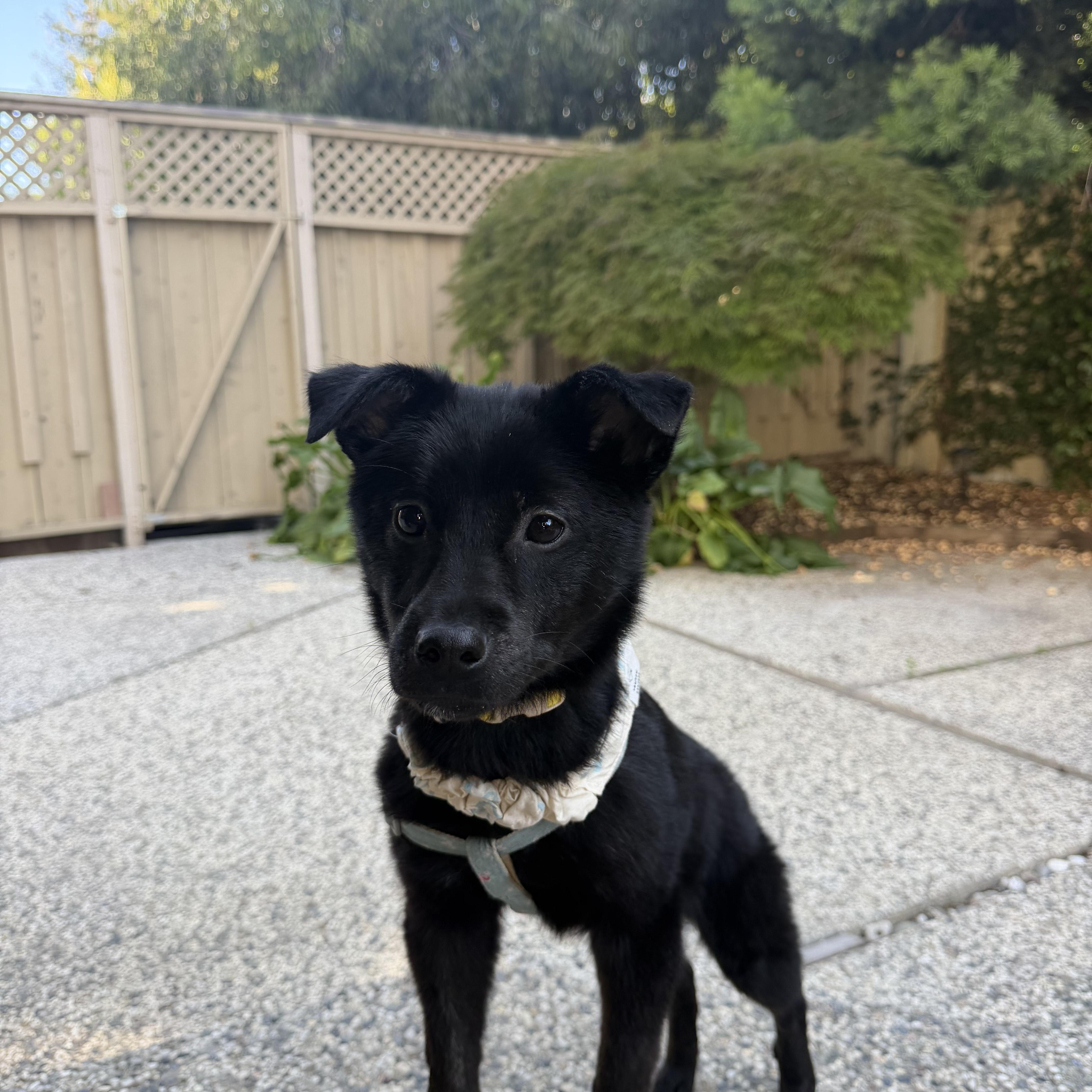 Enlarge Willow, a ADOPTABLE mixed breed in San Jose, CA image 2/6