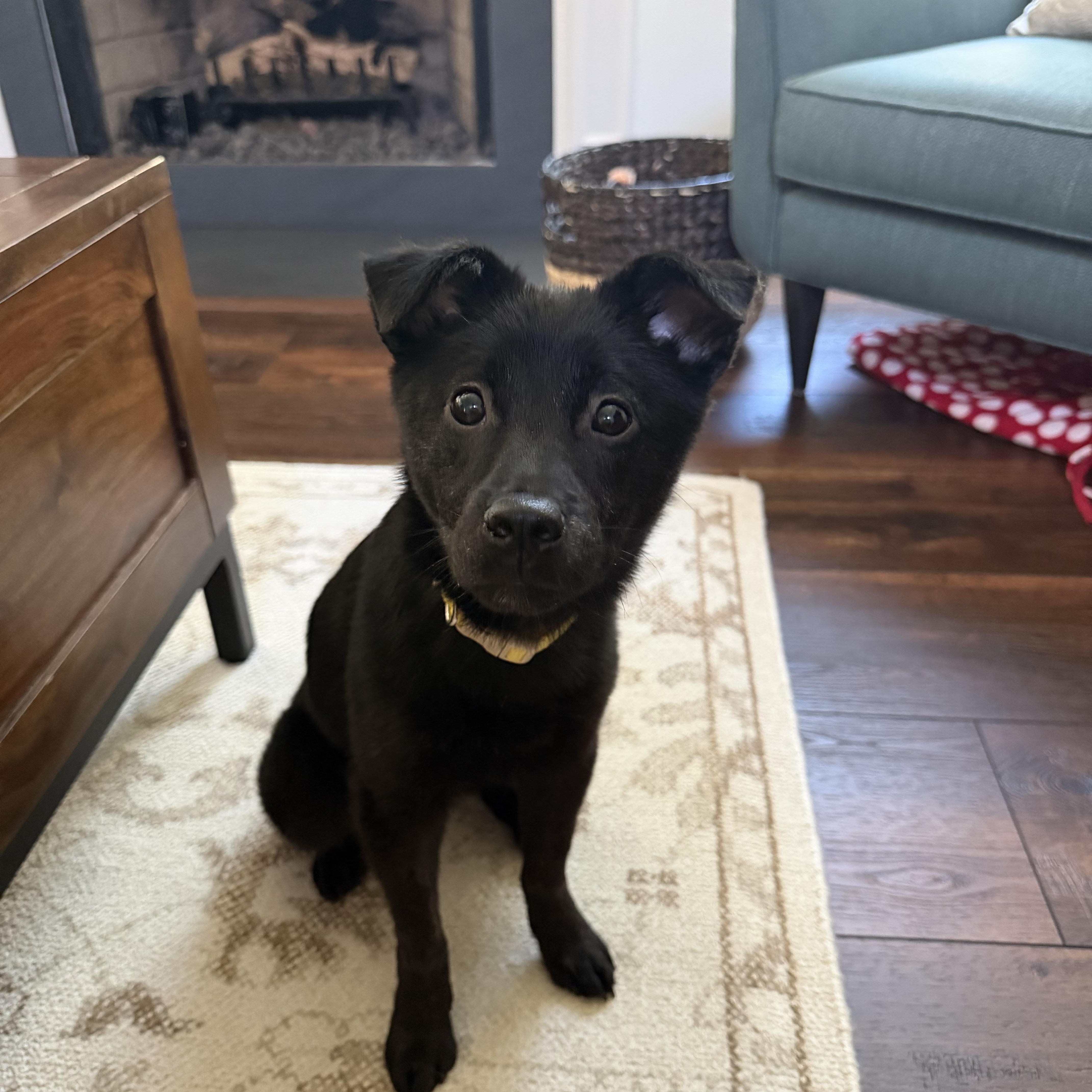 Willow, ADOPTABLE, Young Female Jindo.