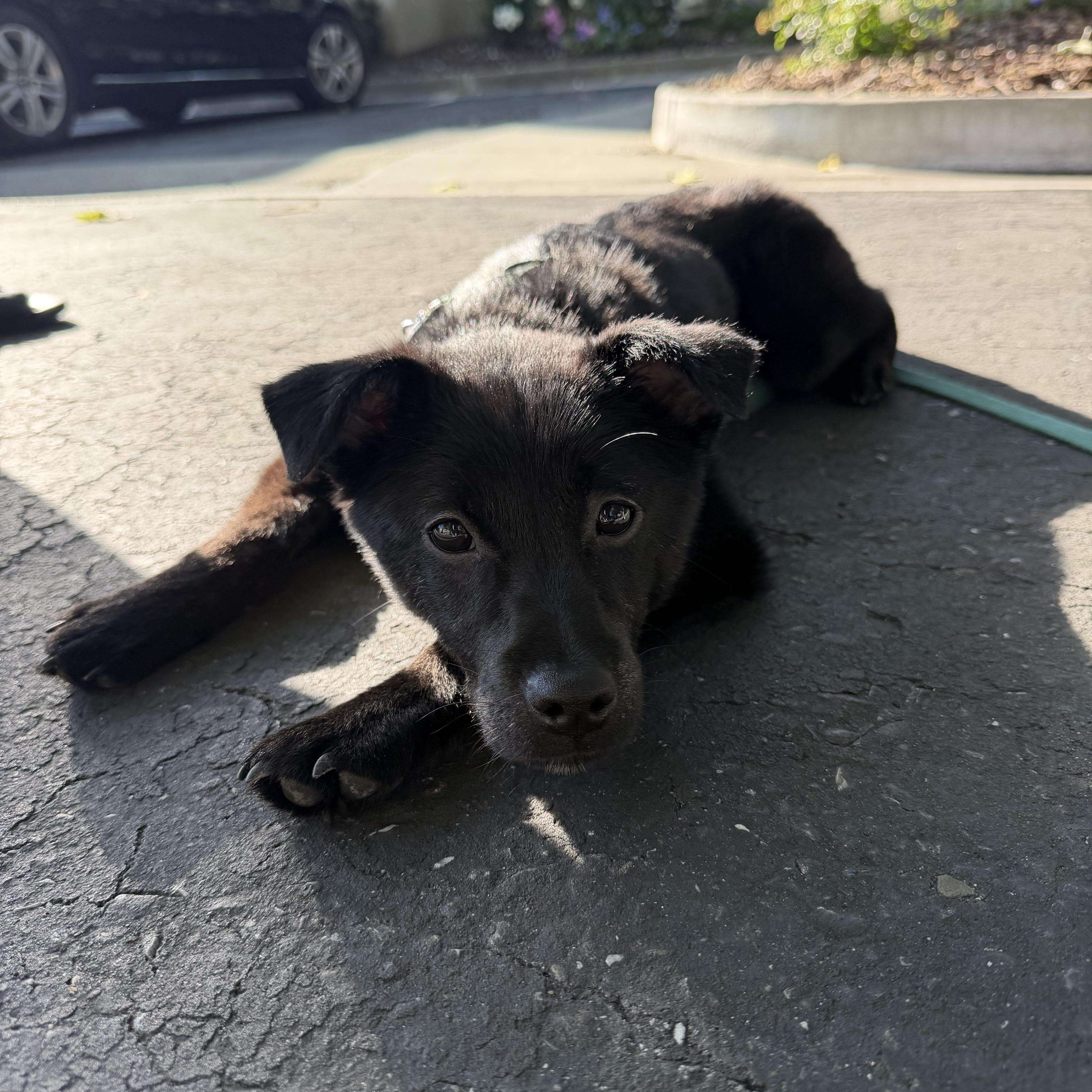 Enlarge Willow, a ADOPTABLE mixed breed in San Jose, CA image 5/6