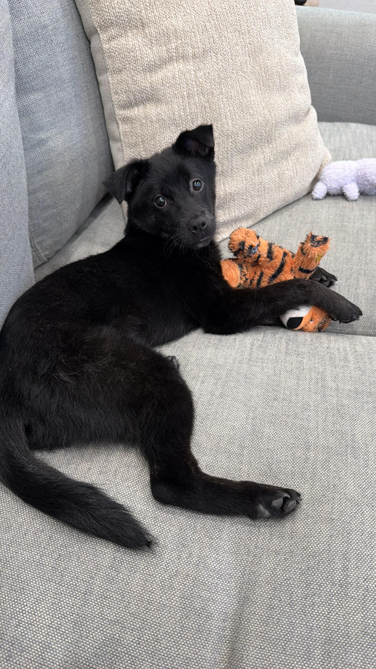 Enlarge Willow, a ADOPTABLE mixed breed in San Jose, CA image 4/6