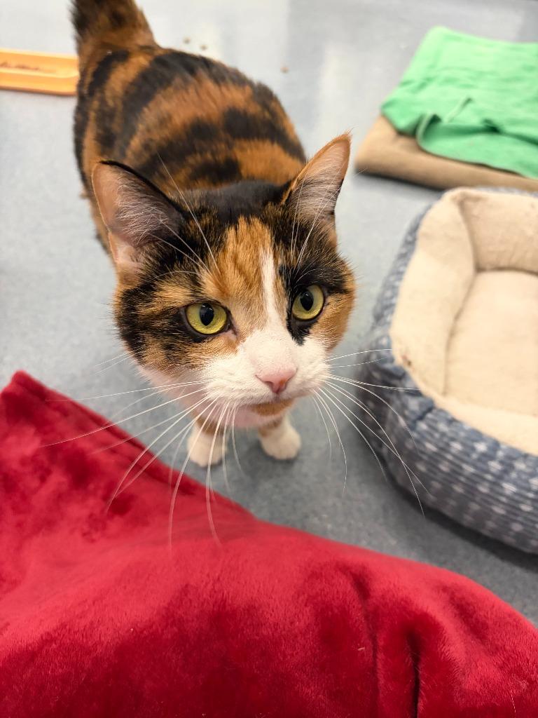 Enlarge Eileen, a Adopted Calico in Portland, IN image 1/4