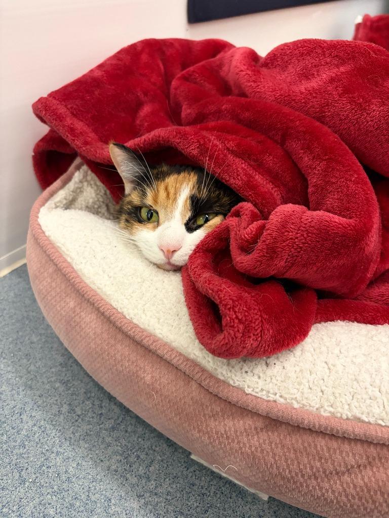 Enlarge Eileen, a Adopted Calico in Portland, IN image 2/4