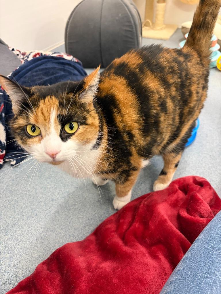 Enlarge Eileen, a Adopted Calico in Portland, IN image 3/4