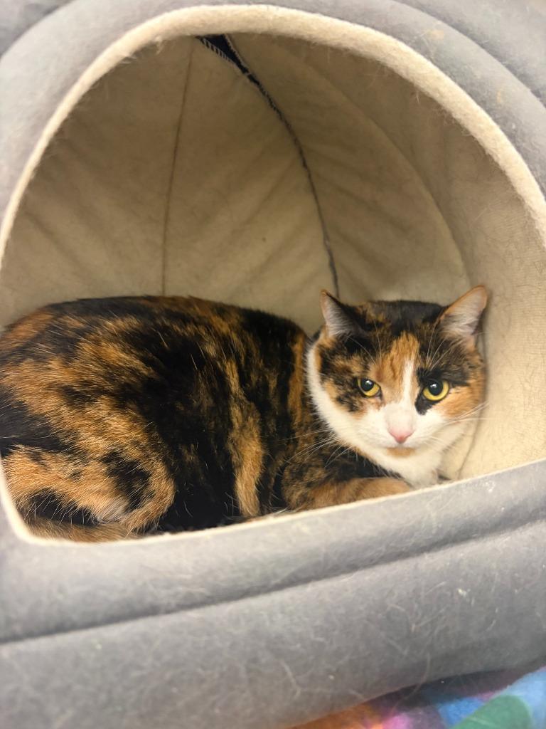 Enlarge Eileen, a Adopted Calico in Portland, IN image 4/4
