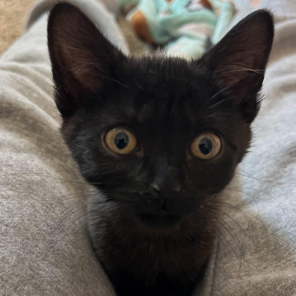 Peppa, Adoptable, Kitten Female Domestic Short Hair.