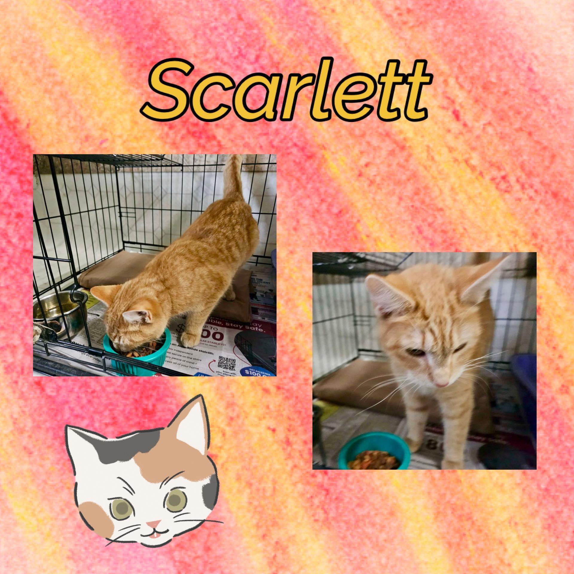 Enlarge Scarlett, a ADOPTABLE Domestic Short Hair in Monticello, IN image 1/1