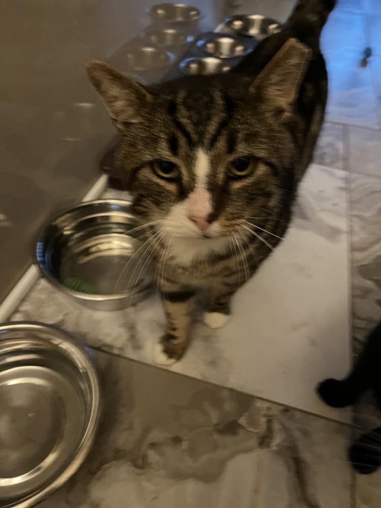 Enlarge Steven, a Adoptable Domestic Short Hair in Jersey City, NJ image 1/1