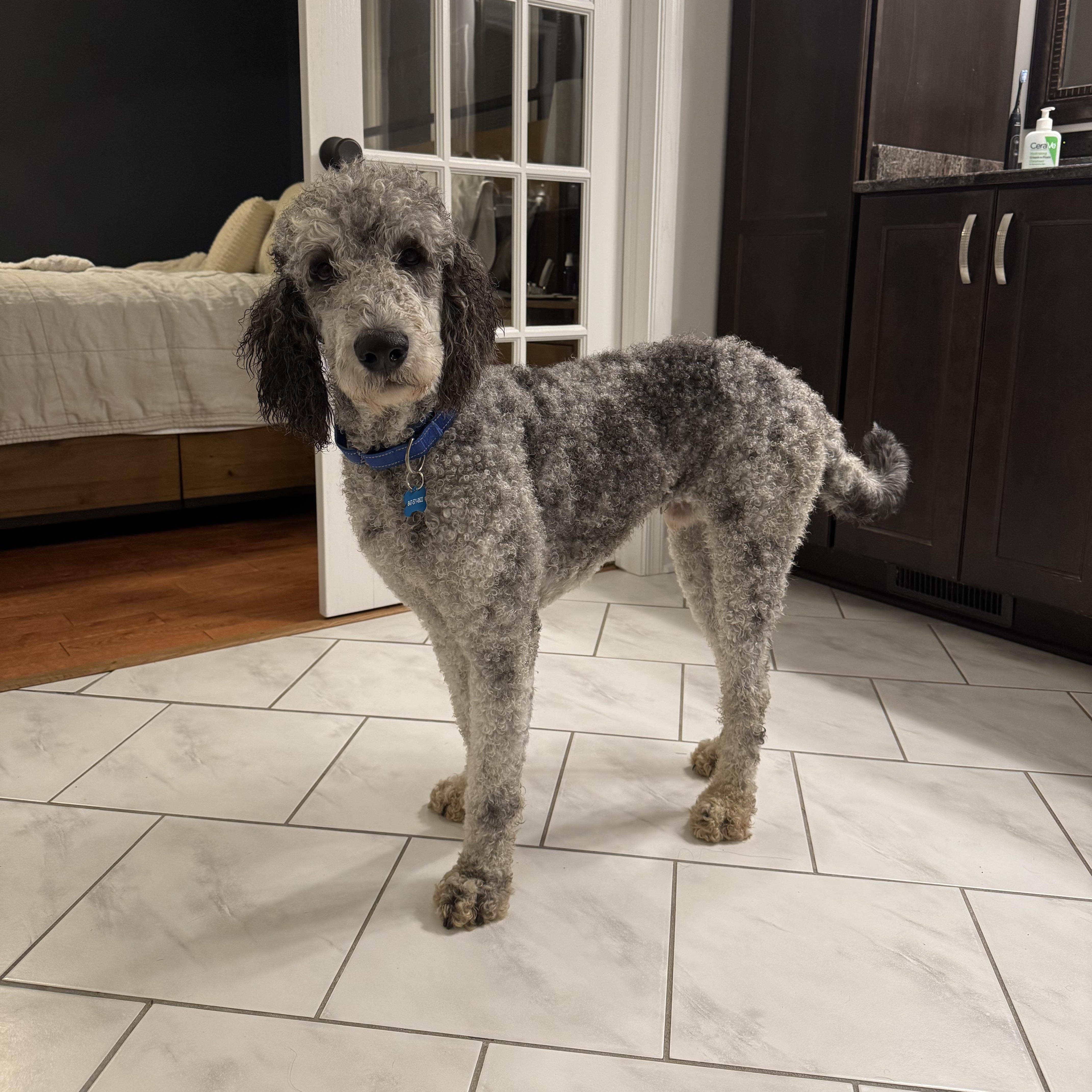 Julius, Adoptable, Adult Male Poodle.