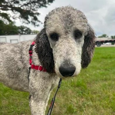 Julius-Foster Home Needed, a ADOPTABLE Poodle in Hartland, WI image 2/6