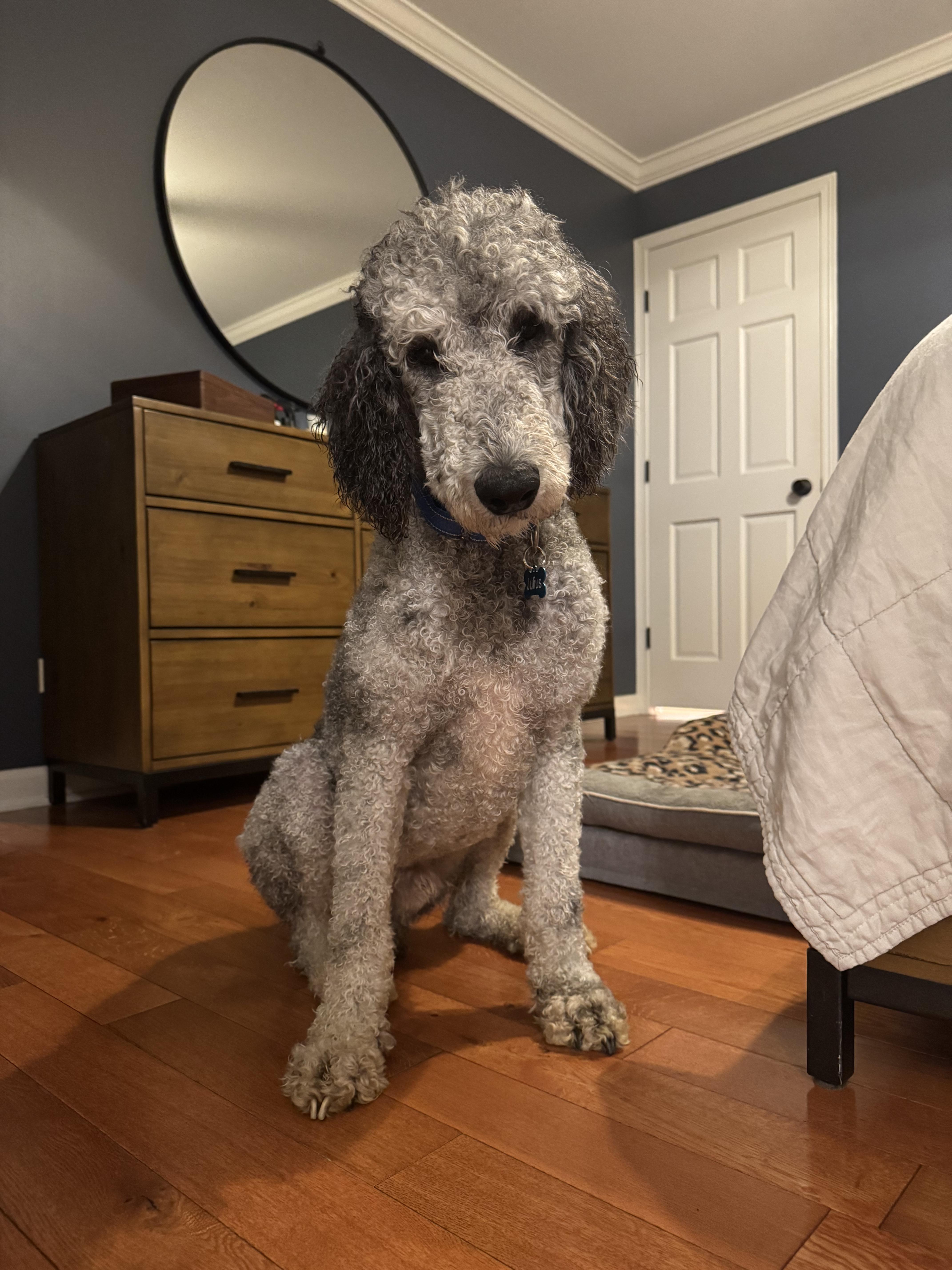 Enlarge Julius, a Adoptable Poodle in Hartland, WI image 3/6