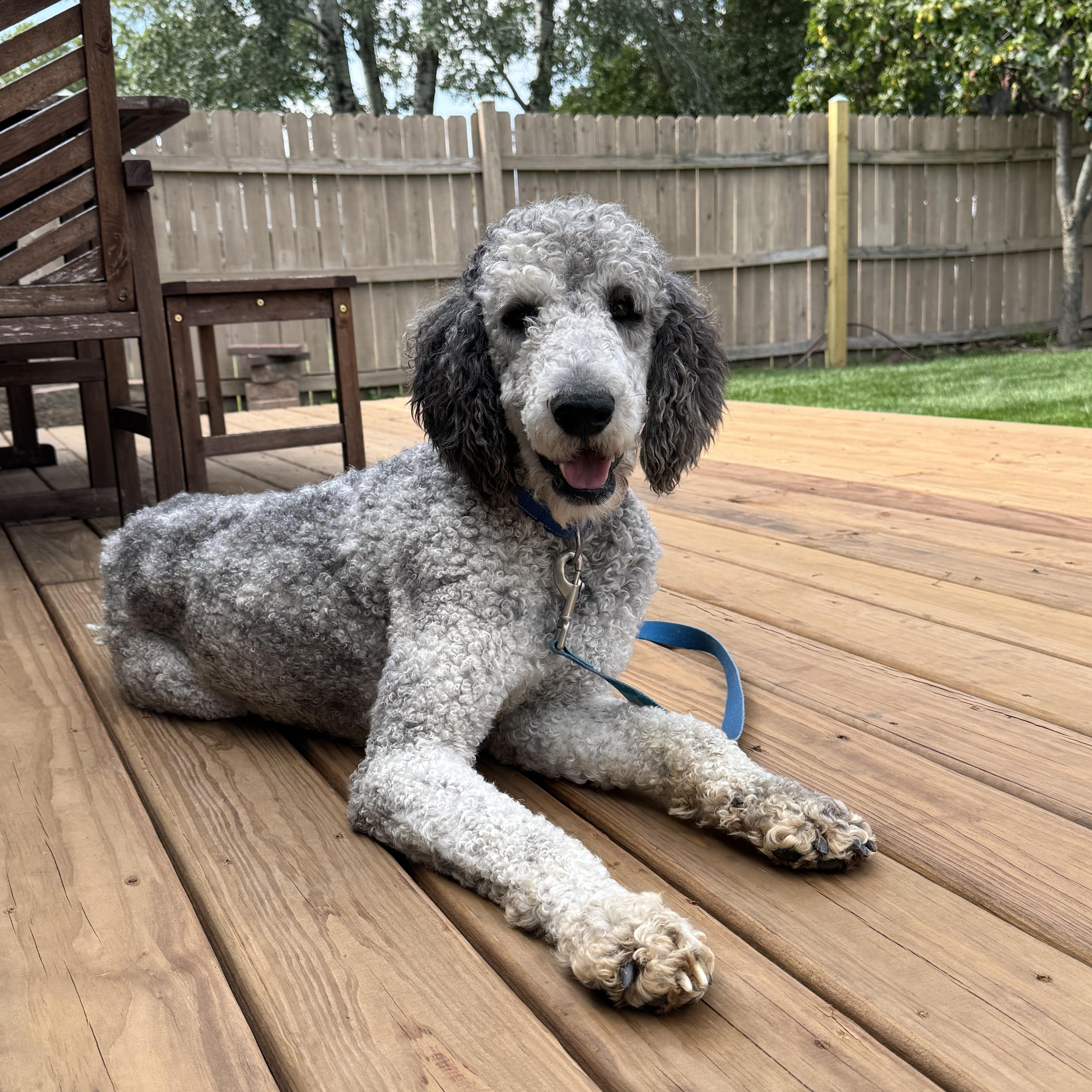 Enlarge Julius, a Adoptable Poodle in Hartland, WI image 2/6