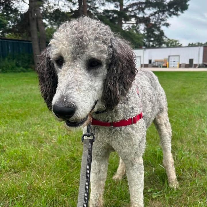 Julius-Foster Home Needed, ADOPTABLE, Adult Male Poodle.