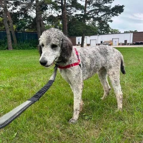 Julius-Foster Home Needed, a ADOPTABLE Poodle in Hartland, WI image 3/6