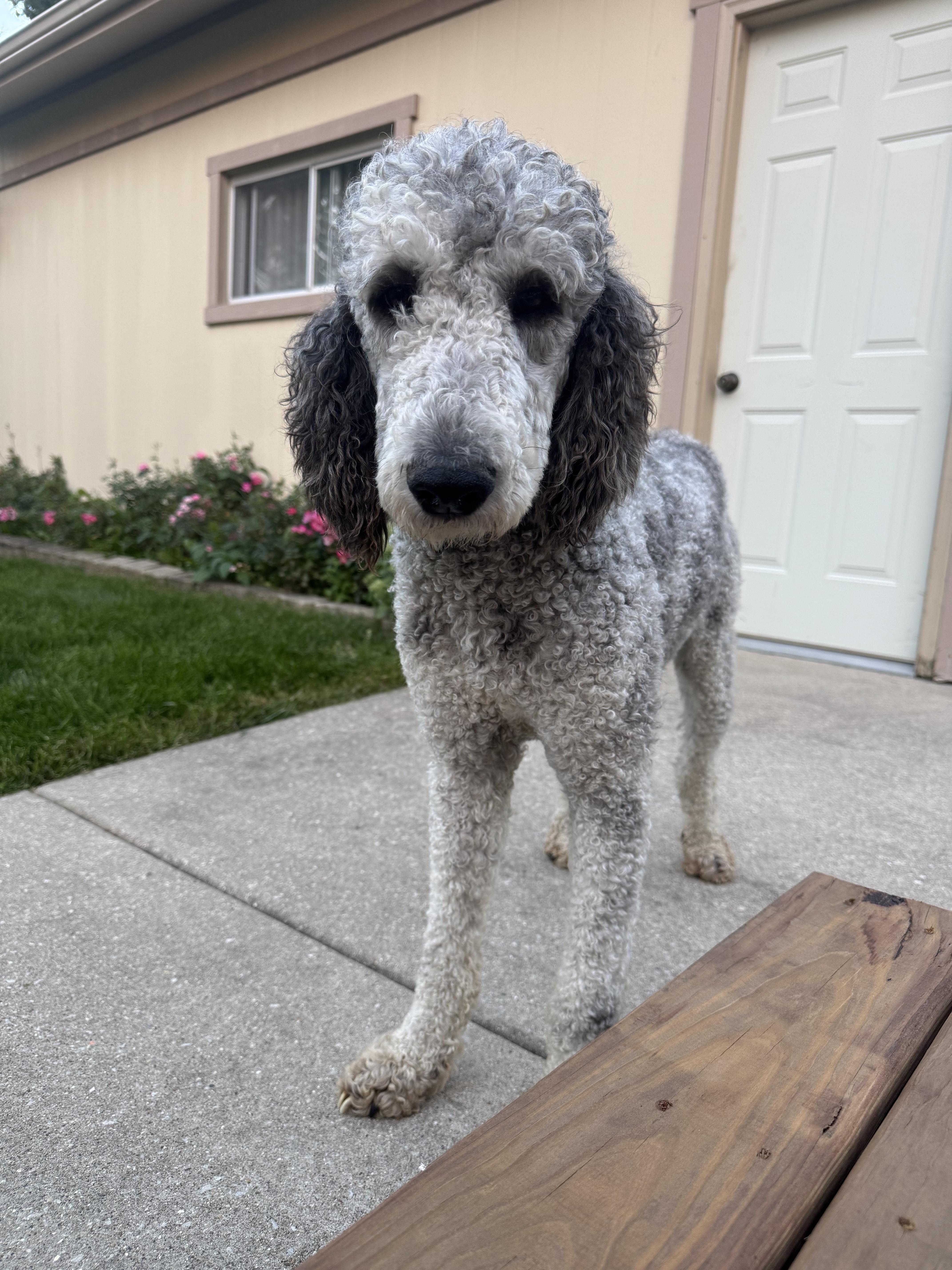 Enlarge Julius, a Adoptable Poodle in Hartland, WI image 4/6