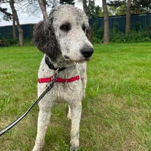 Julius-Foster Home Needed, a ADOPTABLE Poodle in Hartland, WI image 4/6
