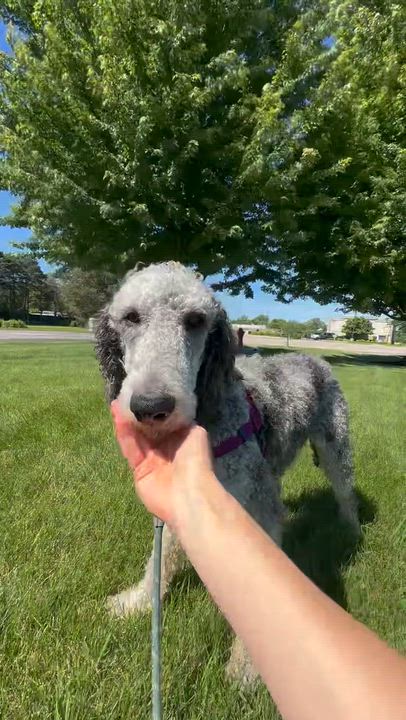 Enlarge Julius-Foster Home Needed, a ADOPTABLE Poodle in Hartland, WI video 5/6