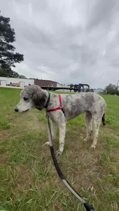 Enlarge Julius-Foster Home Needed, a ADOPTABLE Poodle in Hartland, WI video 6/6