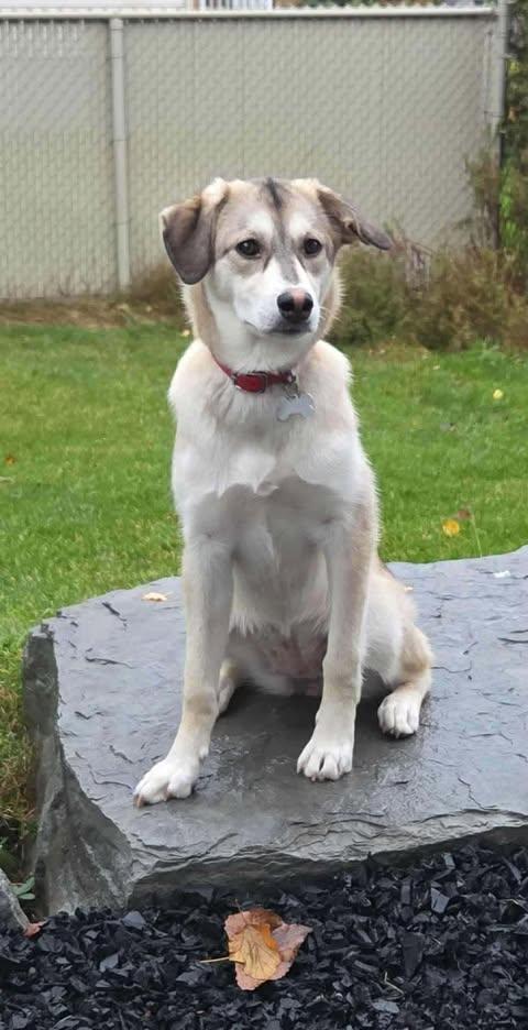 Baily, Adoptable, Young Male Husky.
