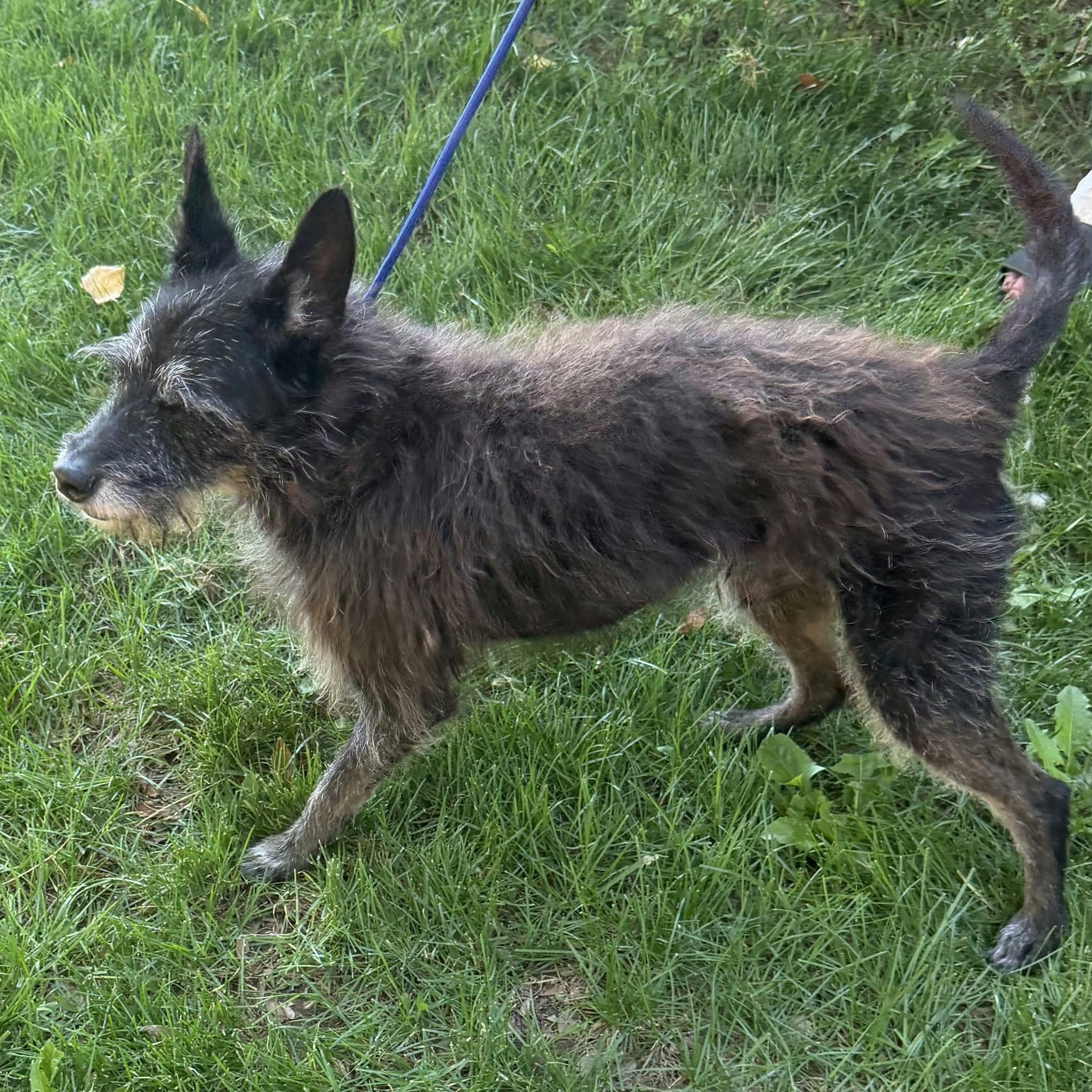 Enlarge TOMMY, a Adoptable Terrier in Loveland, CO image 5/6