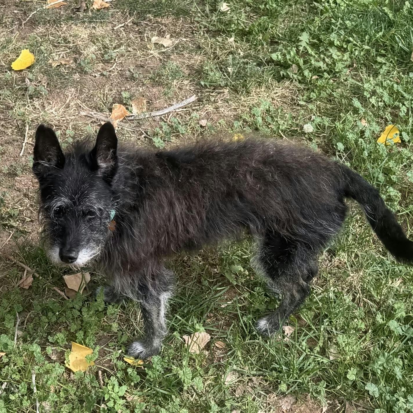 Enlarge TOMMY, a Adoptable Terrier in Loveland, CO image 4/6