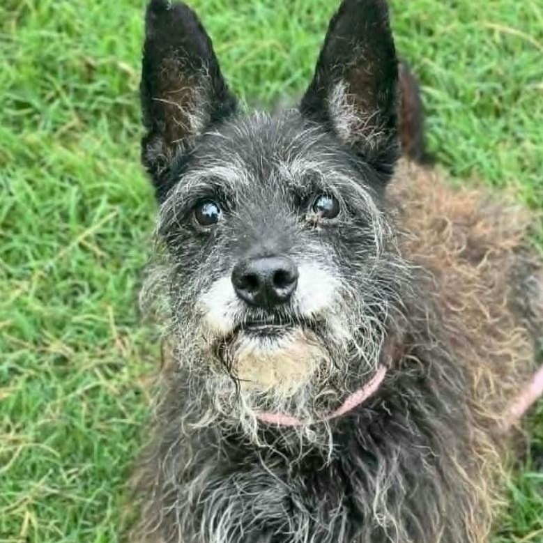 Enlarge TOMMY, a Adoptable Terrier in Loveland, CO image 1/6