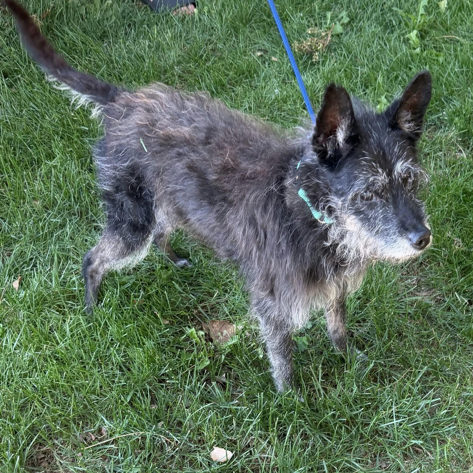 Enlarge TOMMY, a Adoptable Terrier in Loveland, CO image 2/6