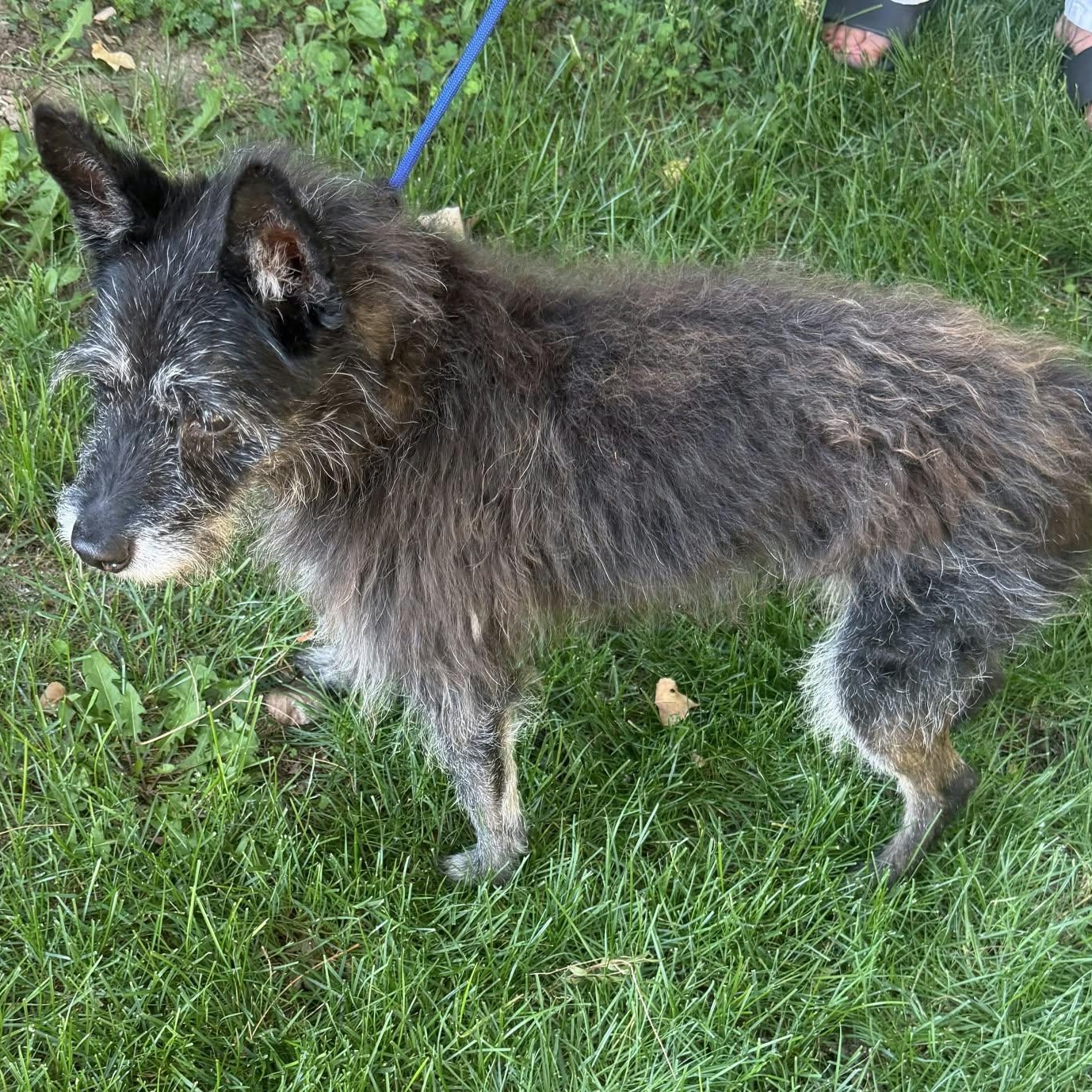 Enlarge TOMMY, a Adoptable Terrier in Loveland, CO image 6/6