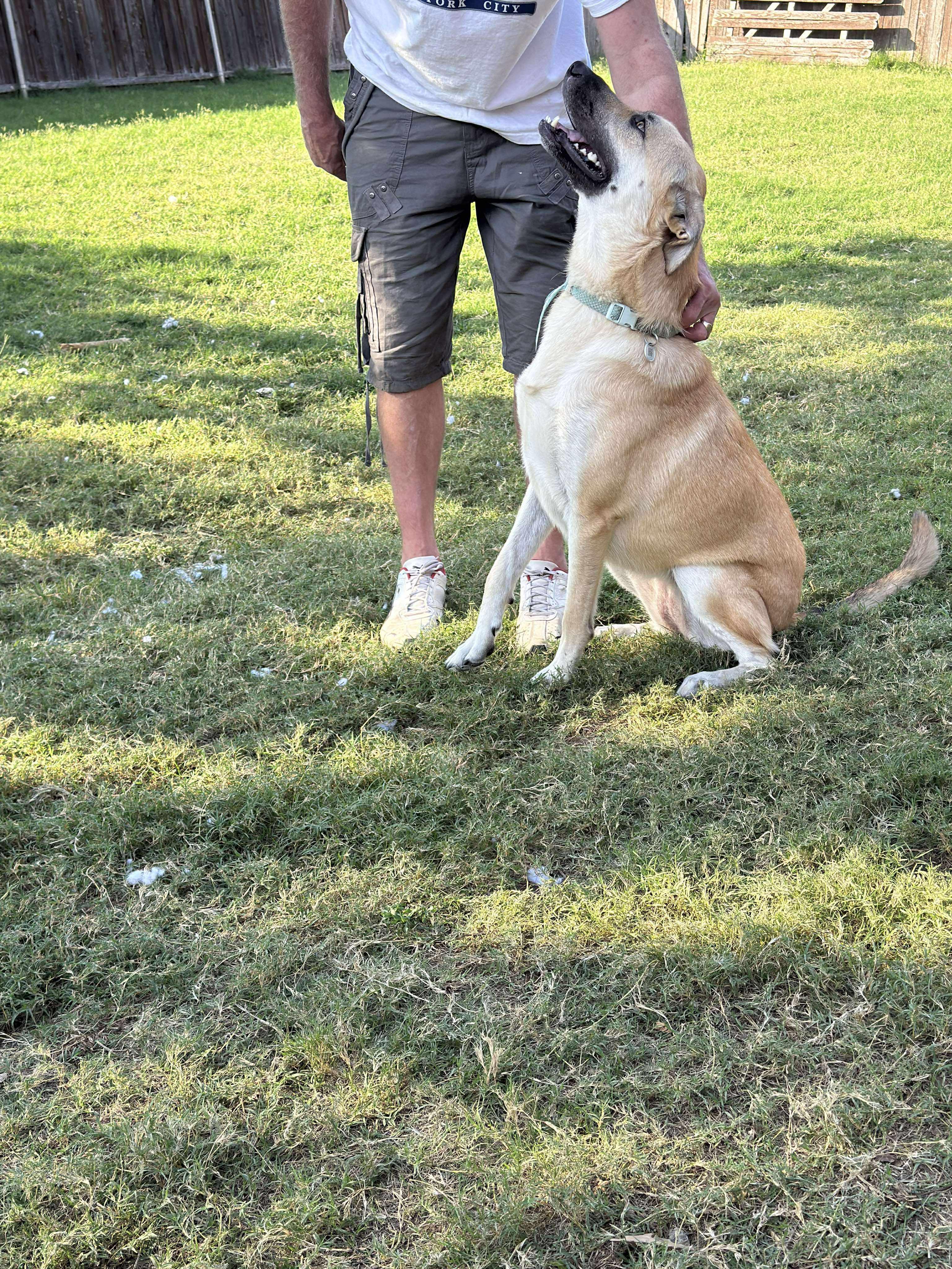 Luna, a Adoptable mixed breed in Brattleboro, VT image 3/4