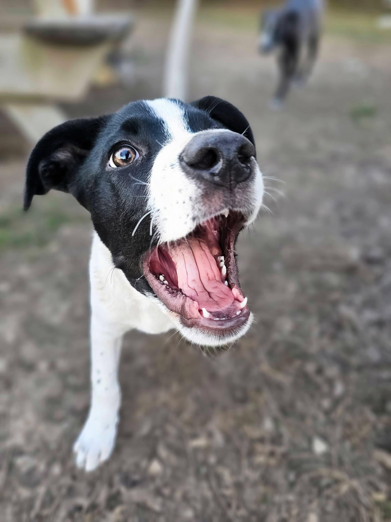 Enlarge Colby the Pyrenees Mix Puppy- He LOVES kids!, a Adoptable mixed breed in Muskego, WI image 5/6