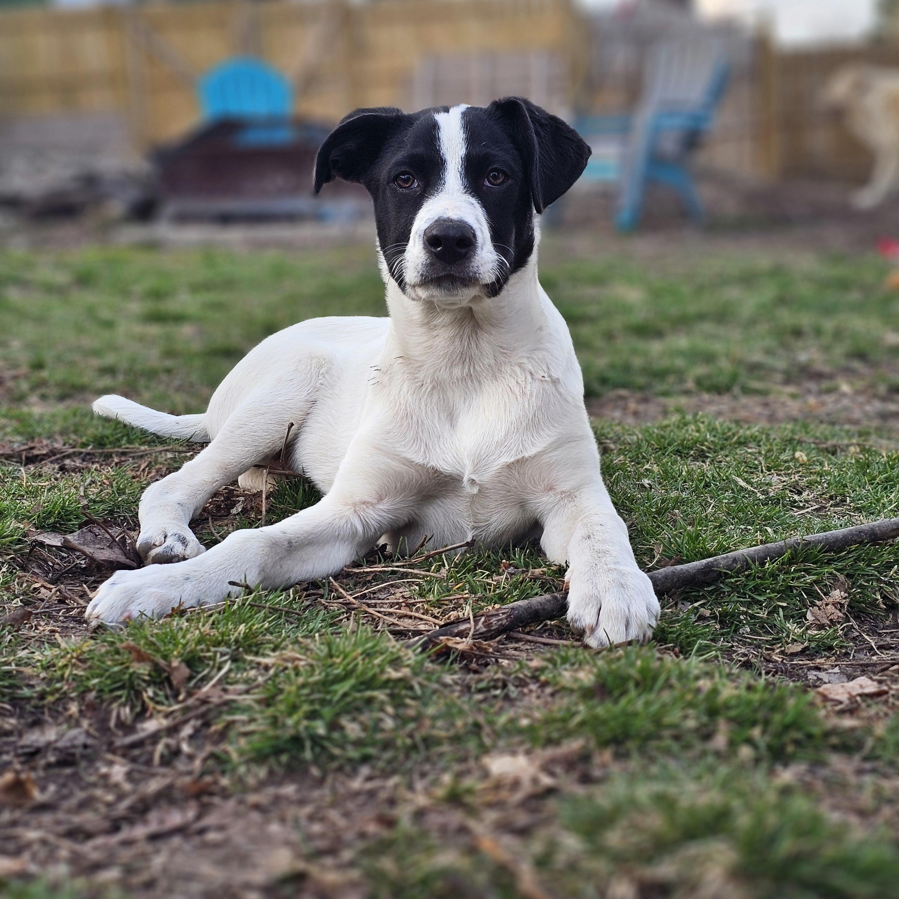 Enlarge Colby the Pyrenees Mix Puppy- He LOVES kids!, a Adoptable mixed breed in Muskego, WI image 6/6