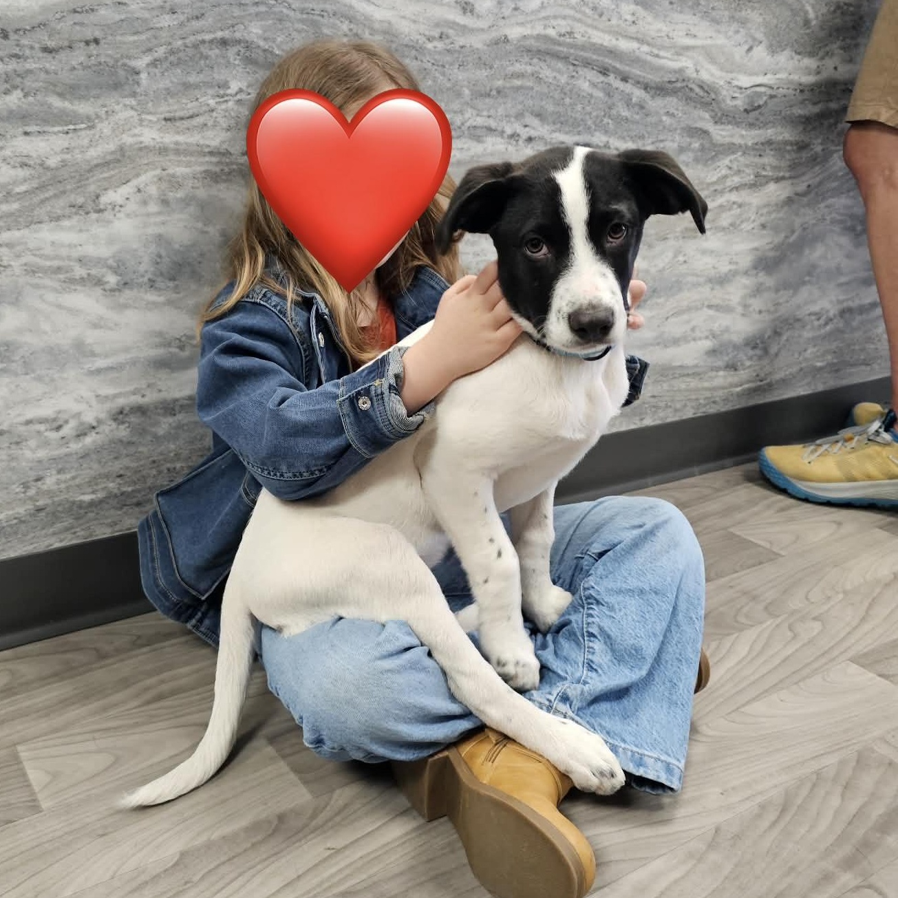 Enlarge Colby the Pyrenees Mix Puppy- He LOVES kids!, a Adoptable mixed breed in Muskego, WI image 2/6