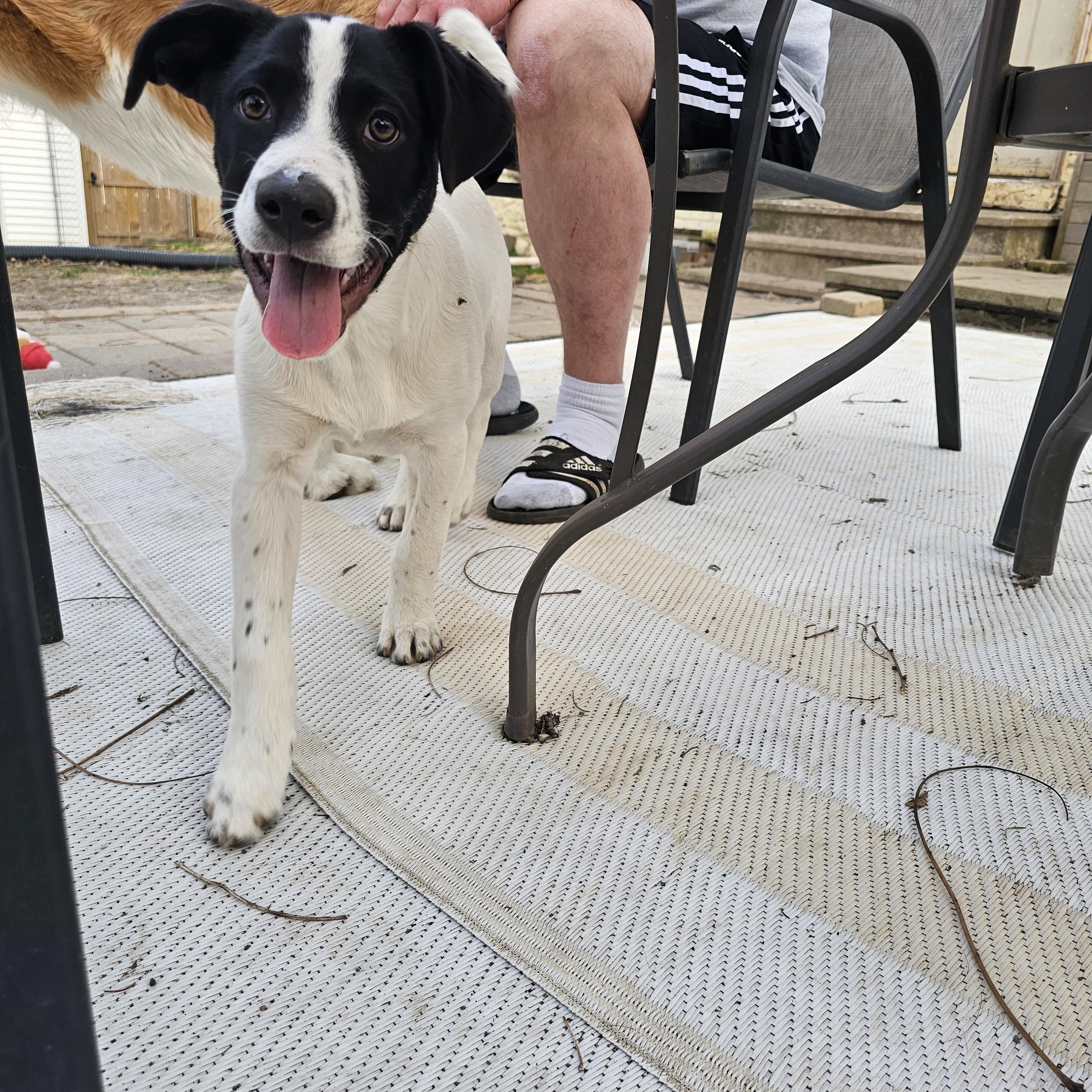 Enlarge Colby the Pyrenees Mix Puppy- He LOVES kids!, a Adoptable mixed breed in Muskego, WI image 1/6