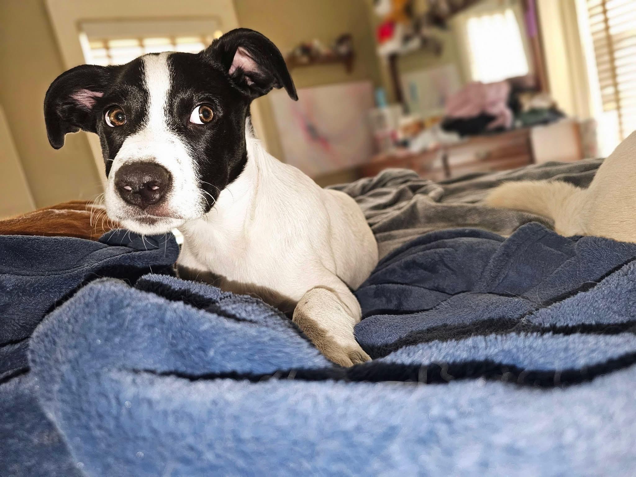 Enlarge Colby the Pyrenees Mix Puppy- He LOVES kids!, a Adoptable mixed breed in Muskego, WI image 4/6