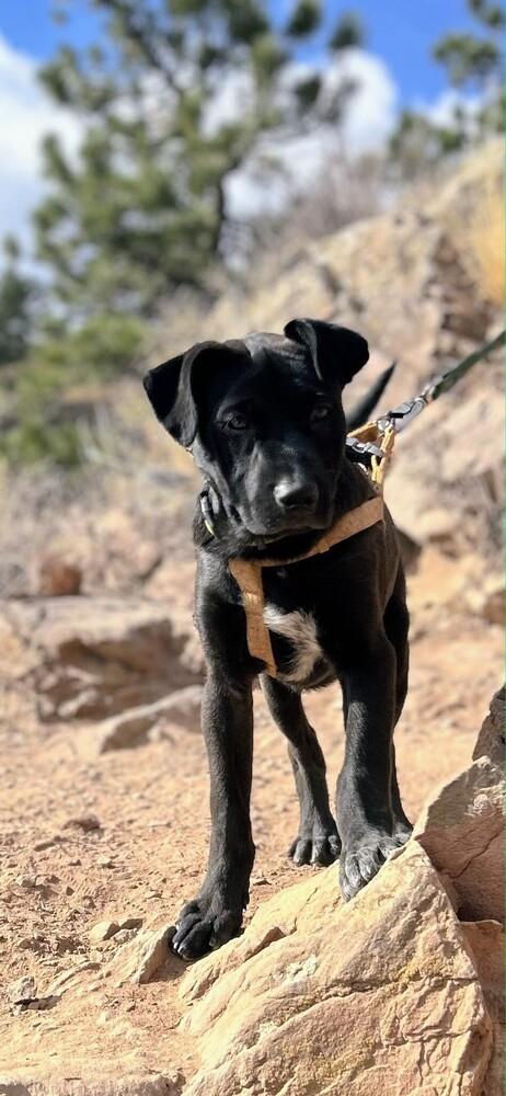 Milton, Adoptable, Young Male Retriever & Mixed Breed.