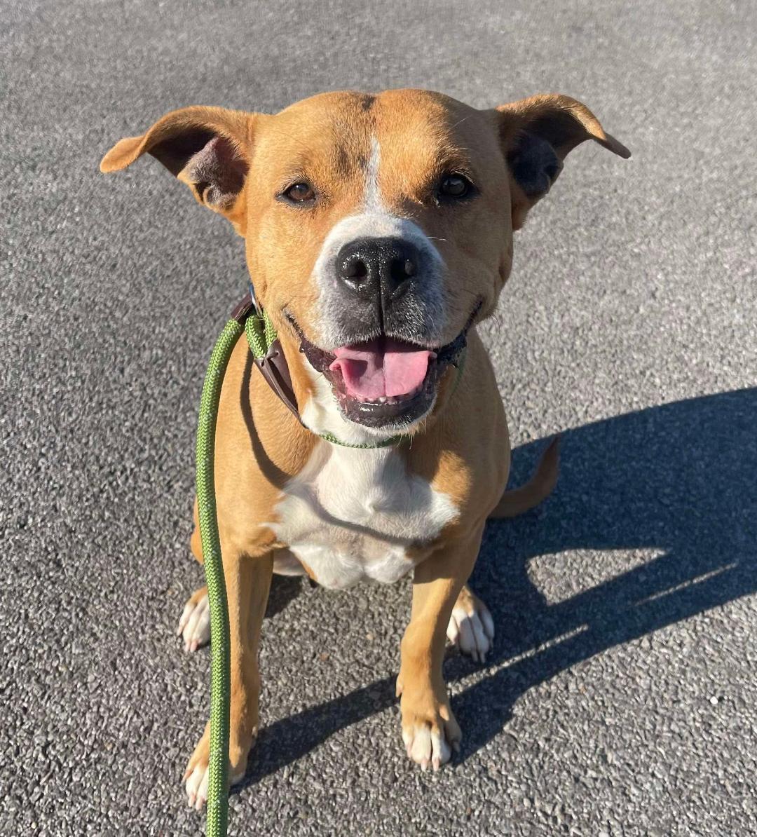 Darla, an adoptable Mixed Breed in Ashland, KY_image-1