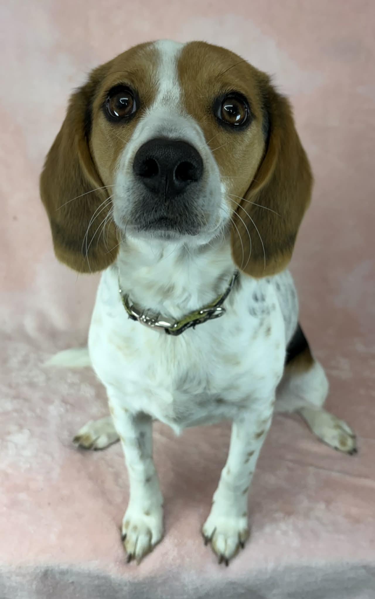 Enlarge Halo, an adopted mixed breed in Newport, TN image 4/6