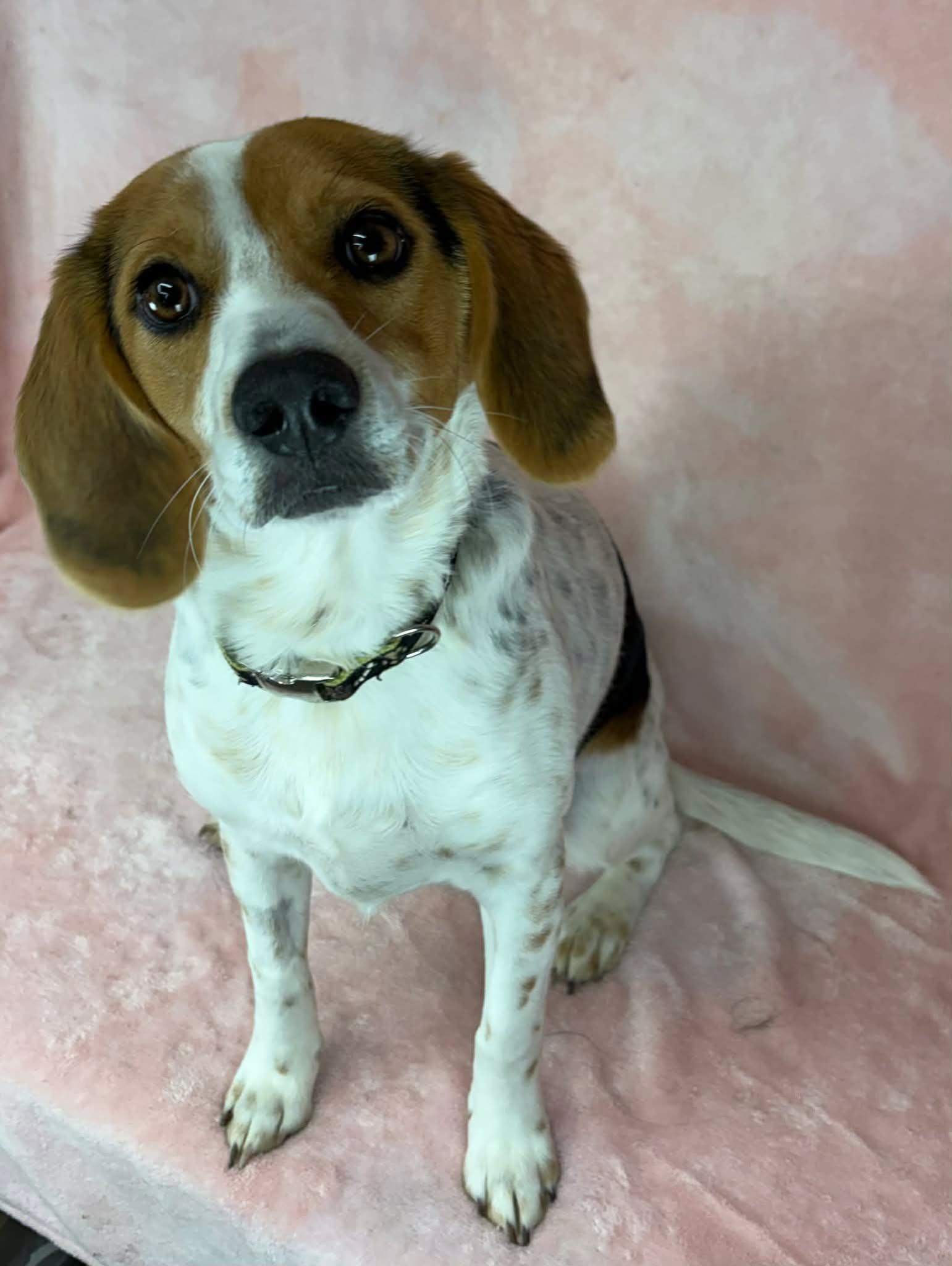 Enlarge Halo, an adopted mixed breed in Newport, TN image 5/6