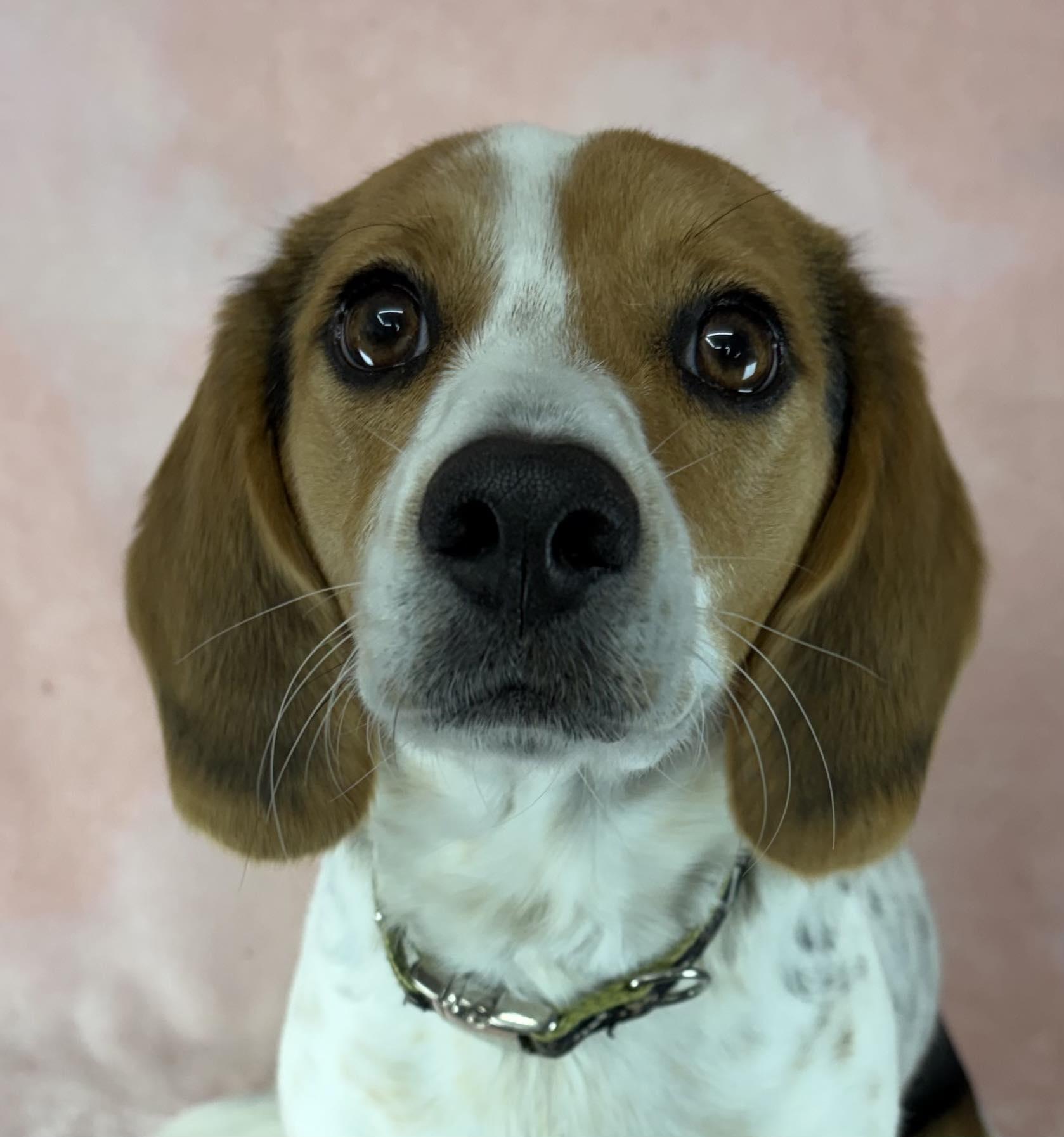 Halo, adopted, Young Female Beagle & Treeing Walker Coonhound.