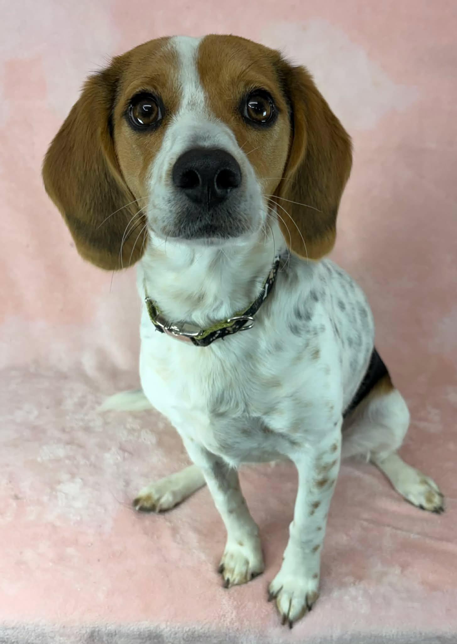 Enlarge Halo, an adopted mixed breed in Newport, TN image 2/6