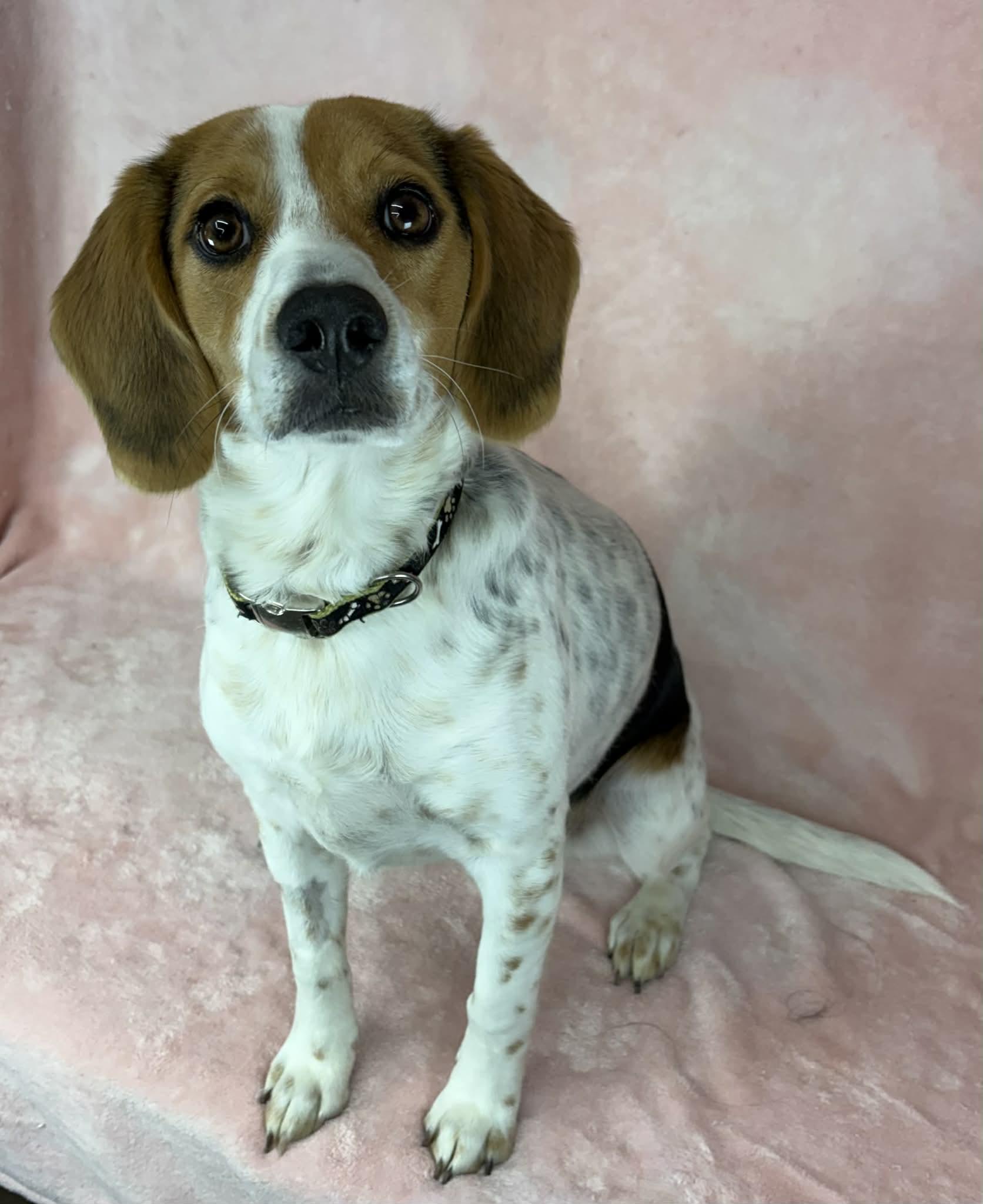 Enlarge Halo, an adopted mixed breed in Newport, TN image 6/6