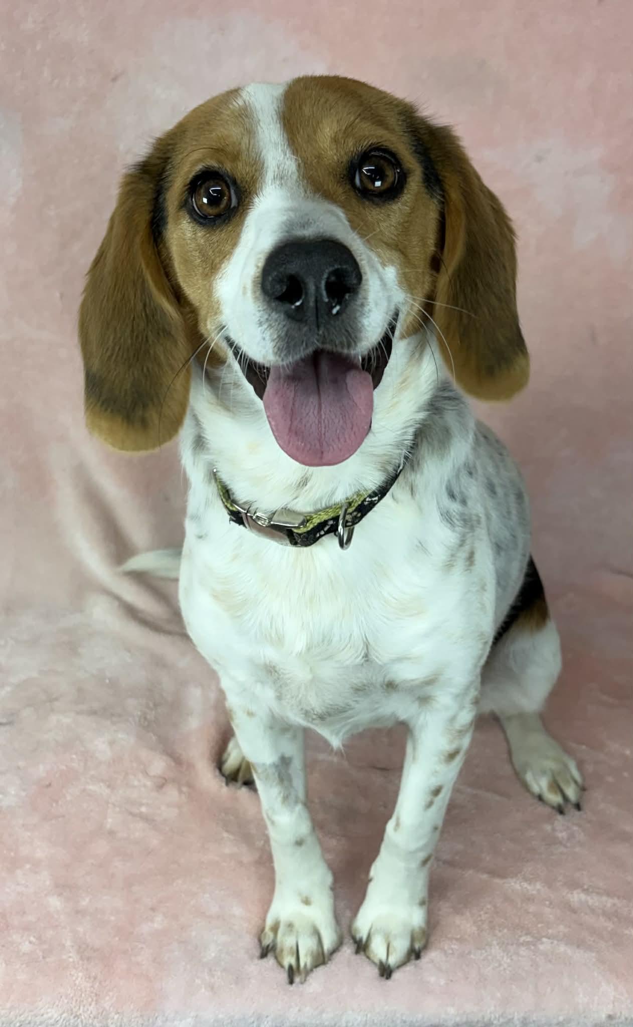 Enlarge Halo, an adopted mixed breed in Newport, TN image 3/6