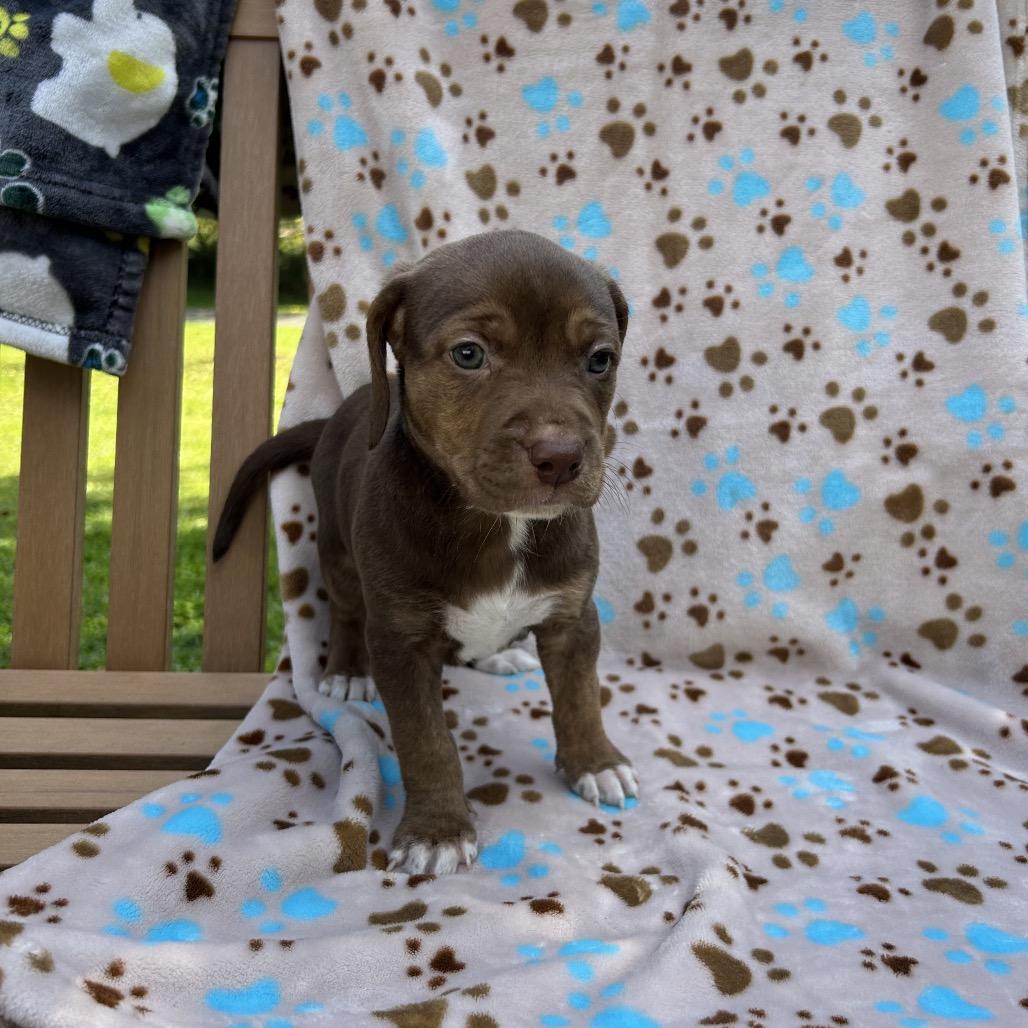 Pup 3836-Ducky, Adoptable, Puppy Female Mixed Breed & Beagle.