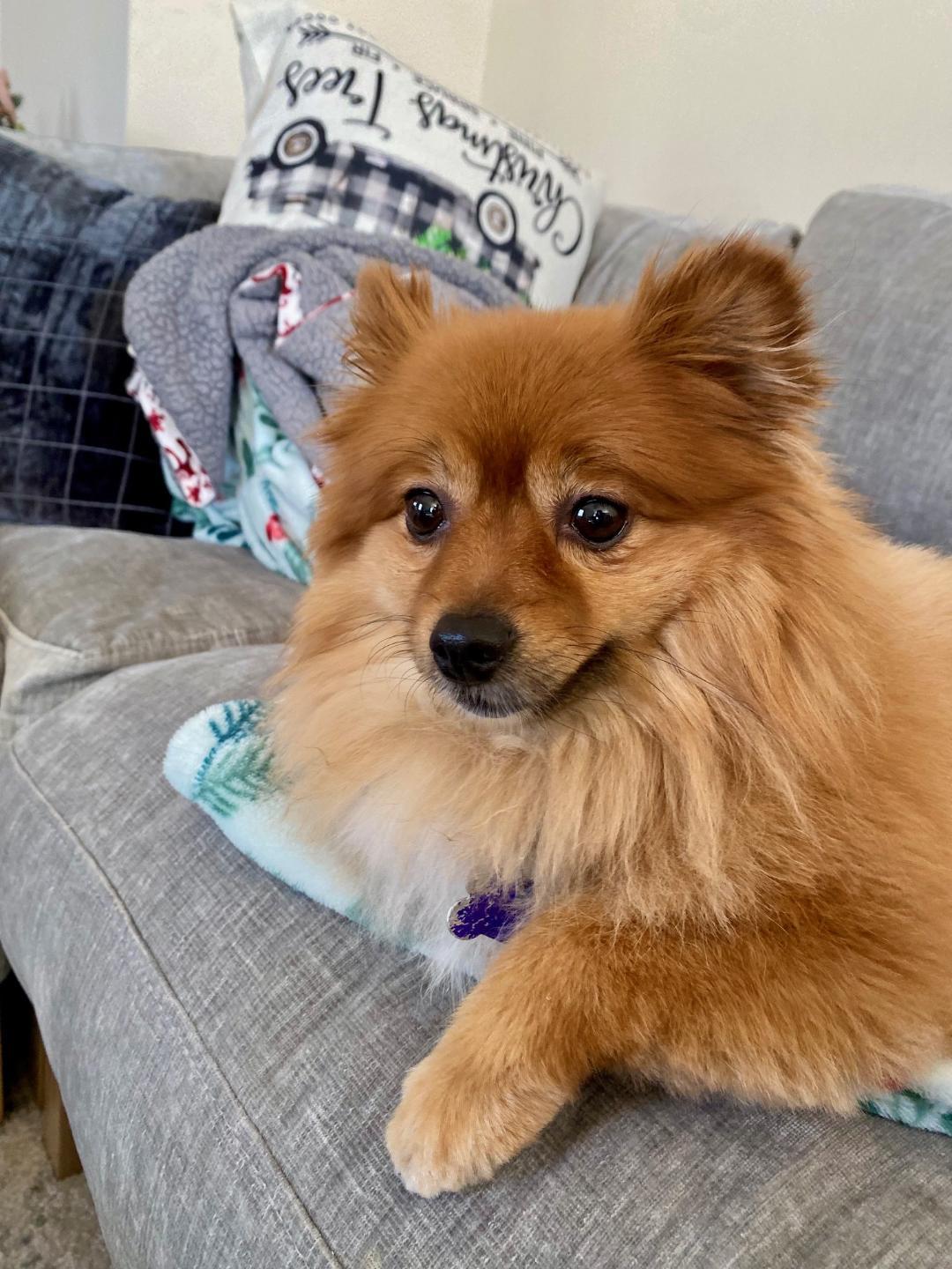 Rudy, ADOPTABLE, Adult Male Pomeranian.