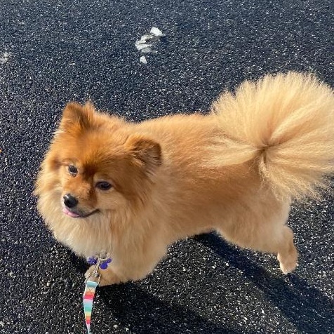 Enlarge Rudy, a ADOPTABLE Pomeranian in Prince Frederick, MD image 2/4